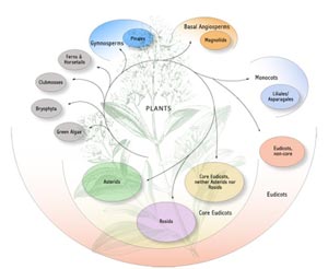 Plants Main Clades