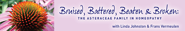 Bruised, Battered, Beaten & Broken: The Asteraceae Family in Homeopathy