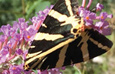 MThe Butterfly Effect Revisited