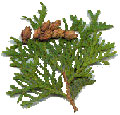 Thuja Occidentalis