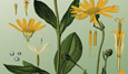 Homœopathic Medicine: Pure & Applied