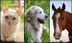 Cat Dog and Horse