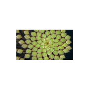Miasms, Nosodes & Epigenetics