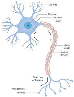 Nerve
