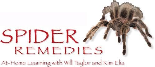 Spiders