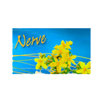 Whole Lotta Nerve