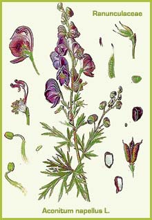 Aconite