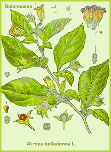 Belladonna