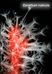 Corallium rubrum