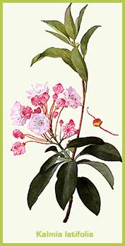 Kalmia latifolia