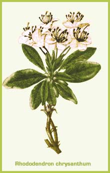 Rhododendron chrysanthum