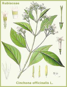 Cinchona officinalis