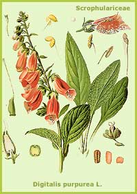 Digitalis purpurea