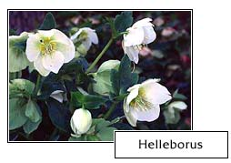 Helleborus