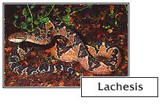 Lachesis