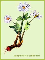 Sanguinaria - bloodroot