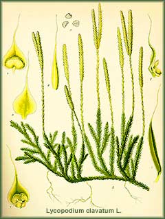 Lycopodium