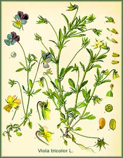 Viola tricolor