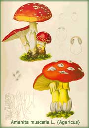 Agaricus (Amanita muscaria)