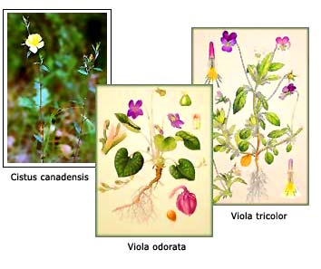 Cistus, Viola odorata and Viola tricolor