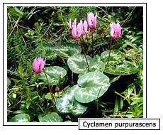 Cyclamen purpurascens