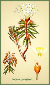 Ledum
