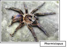Phormictopus spider