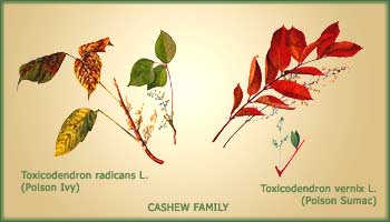 Rhus - poison ivy and poison sumac