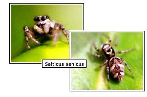 Salticus senicus