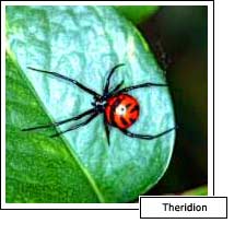 Theridion