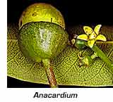anacardium plant
