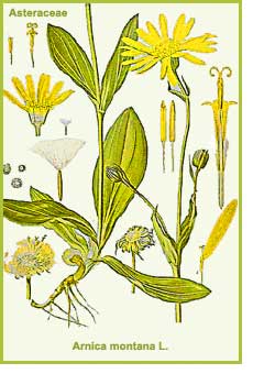 Arnica