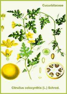Citrullus colocynthis