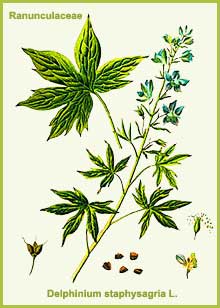 Delphinium staphysagria