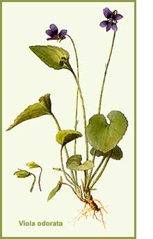 Vioa odorata